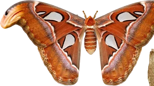 Motyl Attacus Atlas