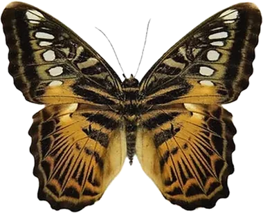 Motyl Parthenos Sylvia